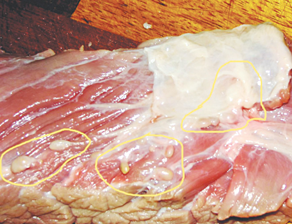Sán lợi, nang sán có thể có trong các loại thịt
